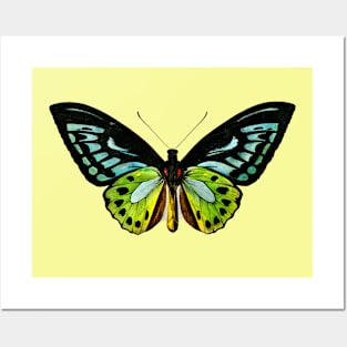 Butterfly Posters and Art